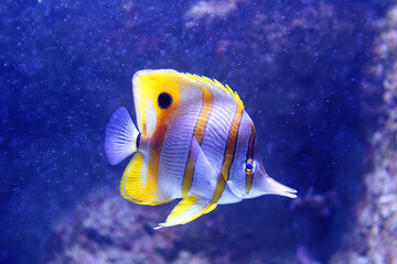 Naklejka premium The copperband butterflyfish -Chelmon rostratus, also known as the beaked coral fish .