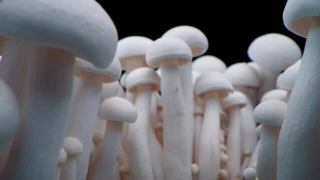 Macro shot of champignons stand in a row of mushrooms. Close-up porcini mushrooms. Frames of biological mushrooms. Bunch of mushrooms grows on a black background.