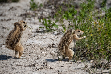 Cape ground squirrel, Xerus inauris, funny animal in the bush in Namibia