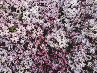 Beautiful purple lilac flowers pattern, floral wallpaper. Spring details. Blooming lilac branches close up. Phone photo
