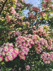 Beautiful pink blossoms on hawthorn shrub in sunny orchard. Hello spring. Blooming crataegus laevigata tree branches in garden. Vertical phone photo