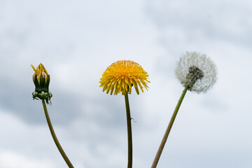 Naklejka premium Unblown, yellow and fluffy dandelion. The concept of birth, youth and old age.