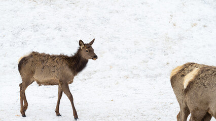 Naklejka na ściany i meble A small maral or wapiti or deer goes to a herd of other deer through the snow on a winter day
