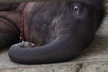 Close up Playful Elephant