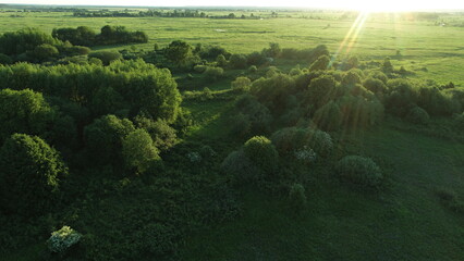 Beautiful greenery of tree crowns and grass in water meadows before sunset on a summer evening