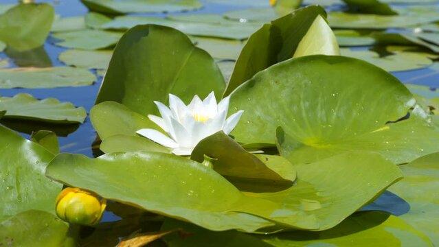 White lily in the blue water of a forest lake against a background of green foliage. 4K video