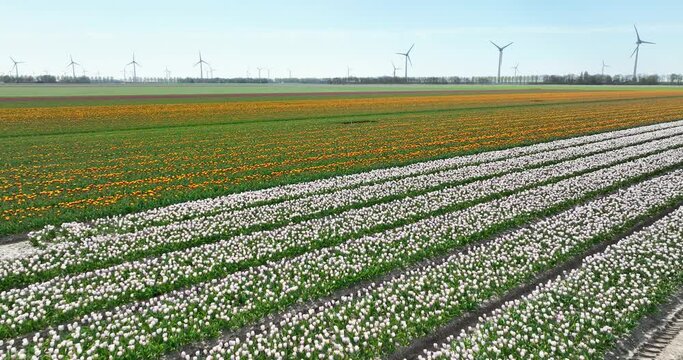 Aerial view of flowering tulip field and wind turbines, Noordoostpolder, Flevoland, Netherlands