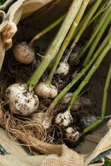 Freshly harvested garlic nestling in a canvas bag