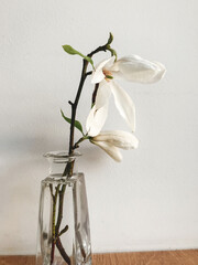 Beautiful magnolia flower in vase on rustic windowsill against white wall. Stylish minimal natural home decor. Creative spring details. Vertical phone photo