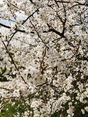Beautiful cherry blossoms in sunny orchard. Hello spring. Blooming cherry tree branches. Vertical phone photo