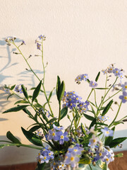 Beautiful blue spring flowers in vase on windowsill in evening sunlight against wall. Forget me nots. Atmospheric image. Creative spring details. Vertical phone photo