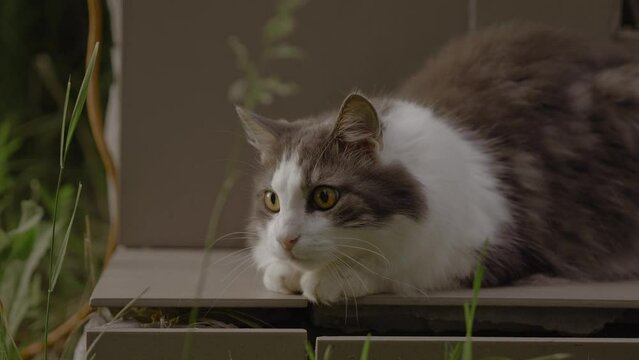 Grey-white cat feeling curious and nervous when seen something interesting. Cat watching attentively at something. 