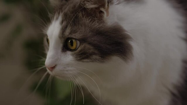 Grey-white cat feeling curious and nervous when seen something interesting. Cat watching attentively at something. 