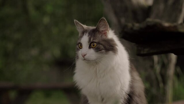 Grey-white cat feeling curious and nervous when seen something interesting. Cat watching attentively at something. 