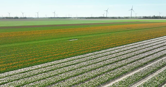 Aerial view at low altitude of field with tulips dancing in the wind, Flevoland, Netherlands
