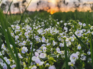 Fototapeta premium Beautiful veronica flowers in sunset light in grassland. Tranquil atmospheric spring. Blooming blue veronica in garden close up. Phone photo.