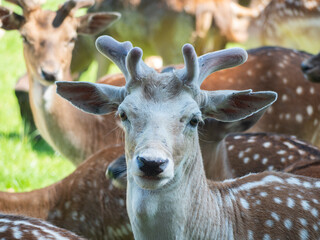 Close-up of a sika deer