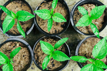 green young seedlings of bell peppers in black cups ready for planting in the ground 3