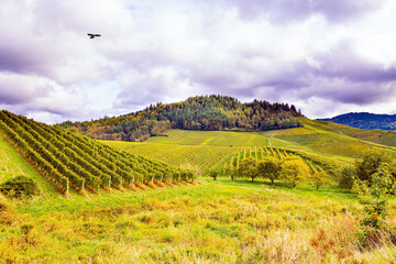 Obraz premium The rows of vineyards