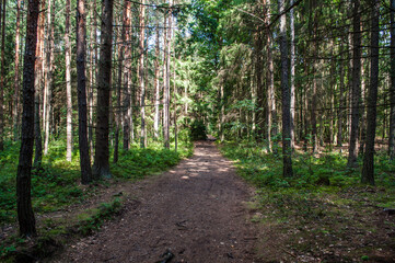 A muddy forest road that runs in the middle between tall trees.