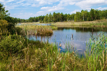 Summer landscape full of lakes, swamps and reeds in South Bohemia in a place called Borkovice