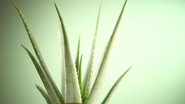 Aloe Vera closeup. Aloevera plant rotated, natural organic renewal cosmetics ingredient, alternative medicine. Skin care concept. Rotation on green background. Slow motion