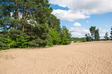 Fototapeta na wymiar Sand dunes in the summer in the forest among the trees. Sand overburden in South Bohemia - Vlkov, Czech Republic