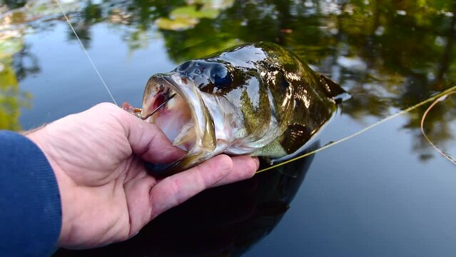 Holding perfect summer catch, fish, large mouth bass held by its mouth, close up, right in the water