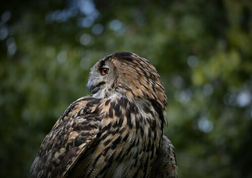 The Owl