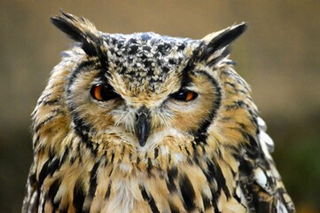 Portrait owl