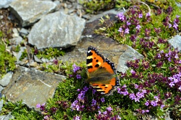 Butterfly in the field