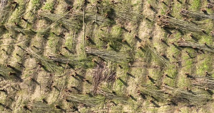 Aerial view, straight down, of pollarded willow forest, Betuwe, Gelderland, Netherlands