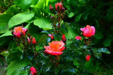 rosarote Rose