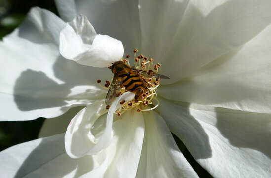 A hoverfly (Didea fasciata) on the stamens of a white rose. Seen in Lower Saxony, Germany