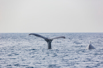 Fototapeta premium Close up shot of Humpback Whale tail