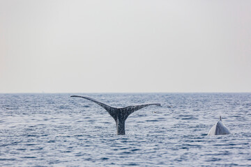 Fototapeta premium Close up shot of Humpback Whale tail