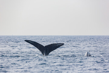 Fototapeta premium Close up shot of Humpback Whale tail