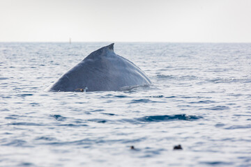 Close up shot of Humpback Whale back