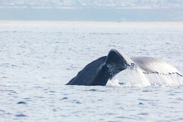 Close up shot of Humpback Whale tail