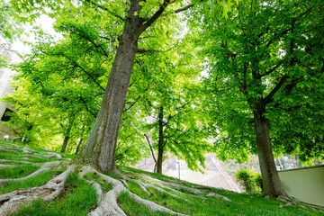 Sunny view of some maple tree and root landscape
