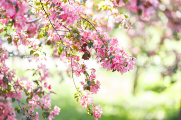 Fototapeta premium Gentle background with blossoming branch of pink cherry tree in sunlight in the garden.
