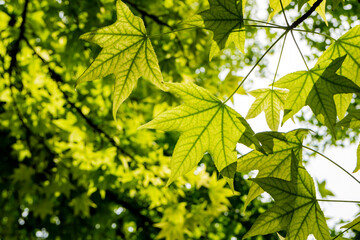 Fototapeta na wymiar Sunny view of some maple tree landscape