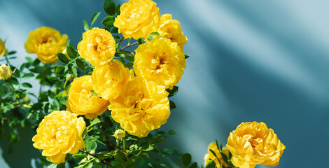 Branch of bright yellow roses on blue background with shadows