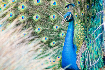 Obraz premium Close up shot of peacock showing its fan