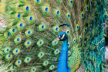 Close up shot of peacock showing its fan