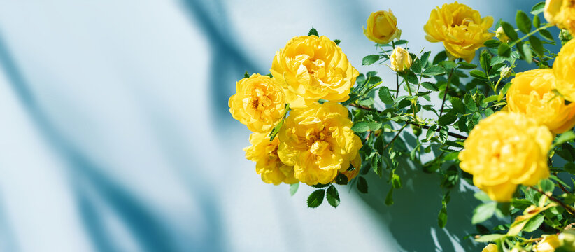 Branch of beautiful yellow roses on blue background with shadows