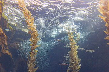 Close up shot of Aquarium with seaweed and fishes in California Science Center