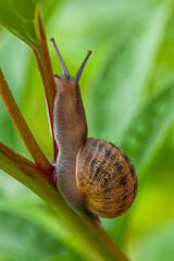 Garden snail close up on a plant