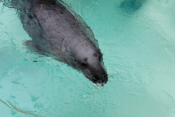 Fototapeta premium Portrait of a fur seal in aquarium pond. Close-up