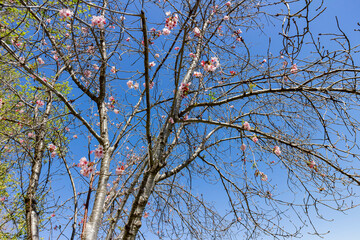 Obraz premium Sunny view of the Cherry Tree super blossom at Lake Balboa